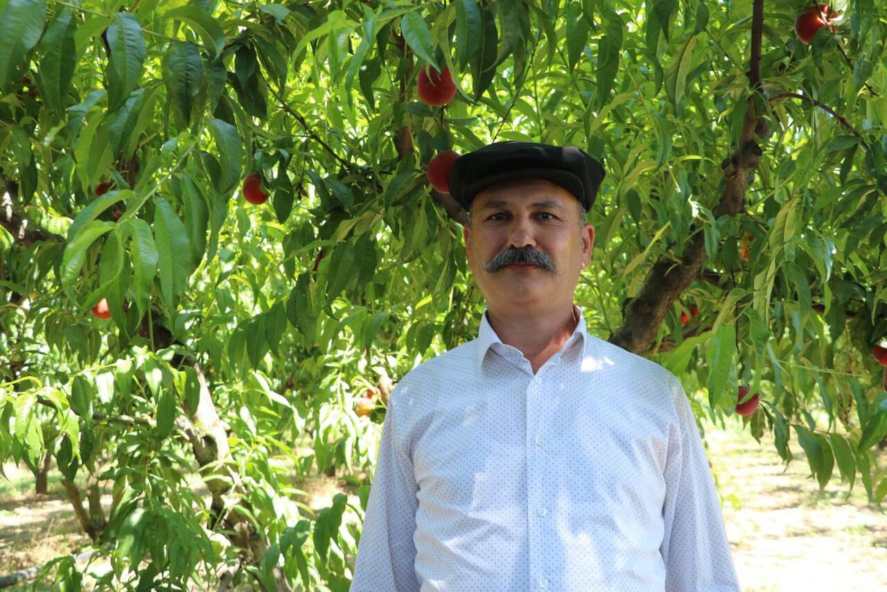 Üreticisi bu yıl bayram yapıyor! Bir ağaçta 70 kilo şeftali var 5